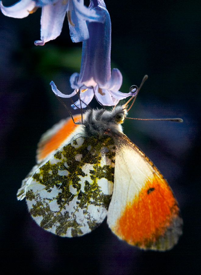 Orange Tip butterfly - by Alan Price