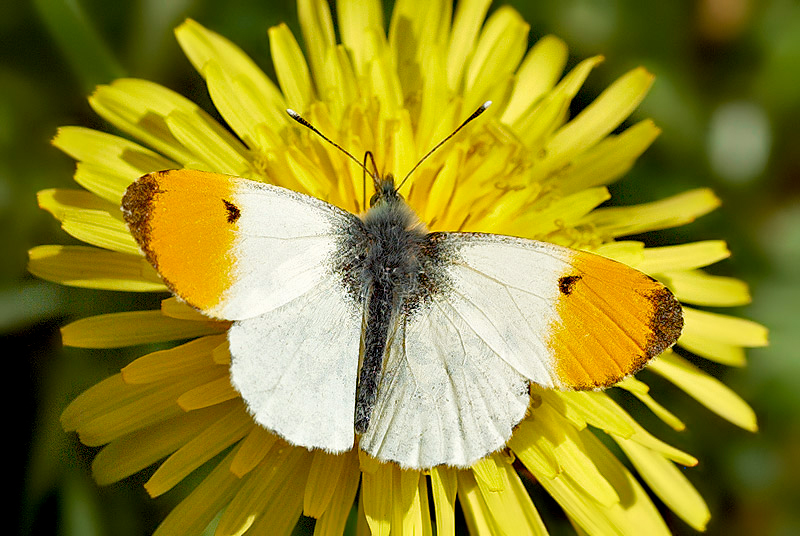 Orange Tip Butterfly - Wildlife-Trusts