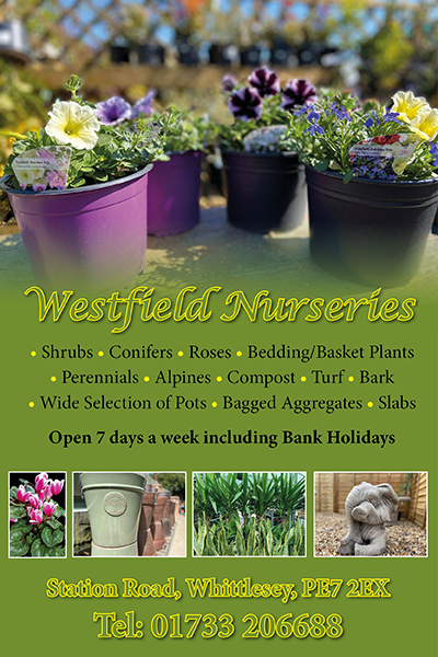 Westfield Nurseries Advert