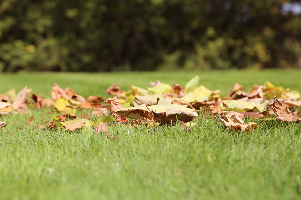 Your Garden in September