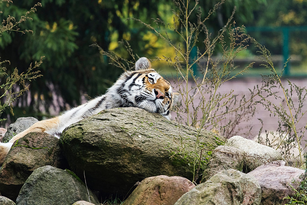 Local Animal Attractions in Cambridgeshire