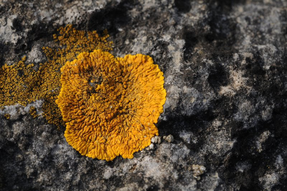 Coloured Lichens