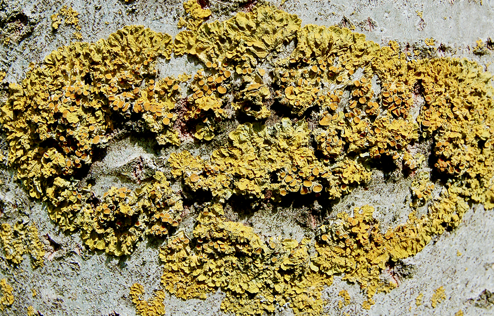 Coloured Lichens