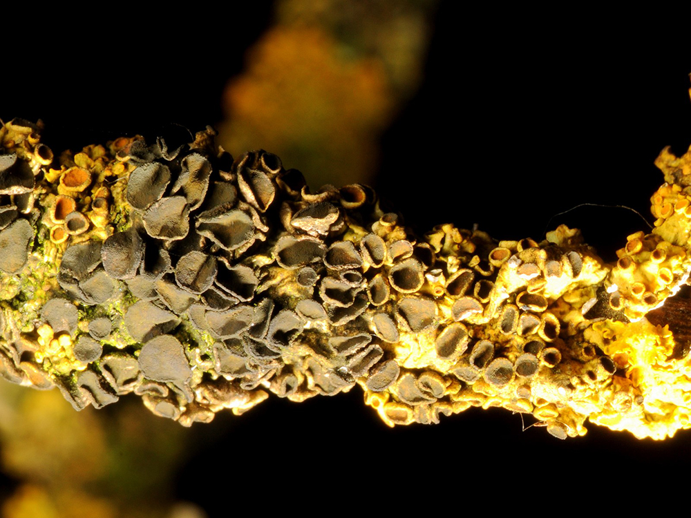 Coloured Lichens