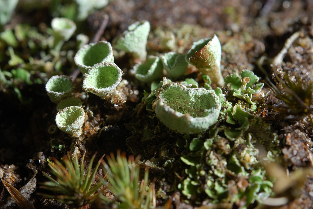 Coloured Lichens