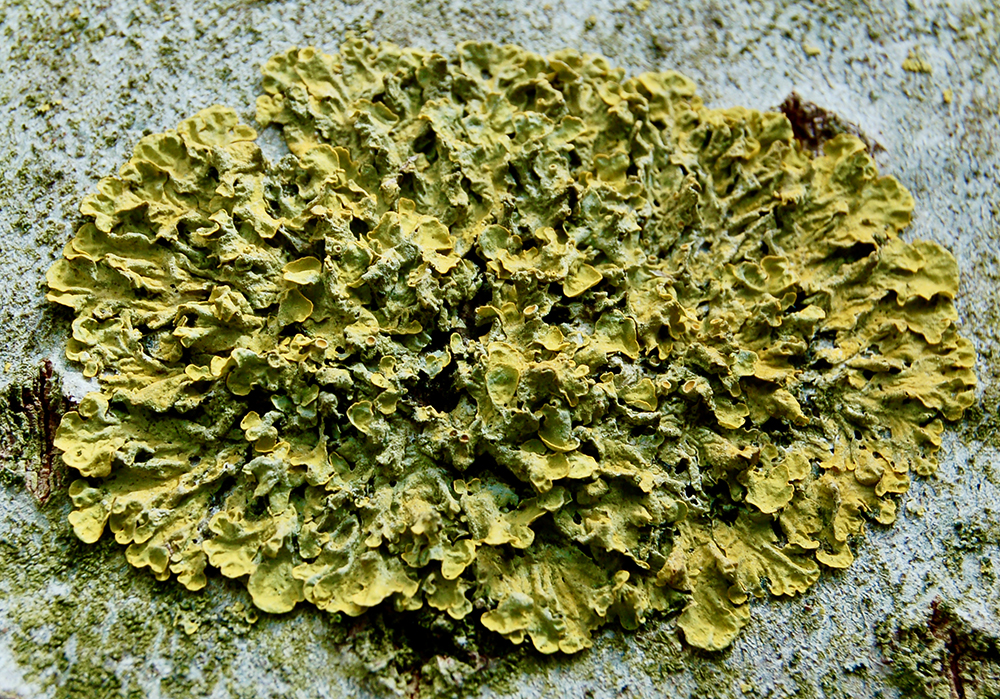 Coloured Lichens