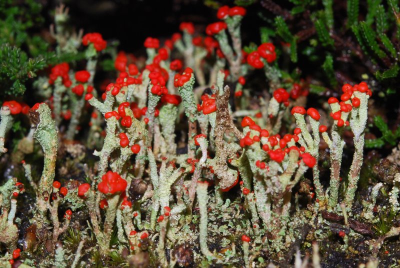 Coloured Lichens