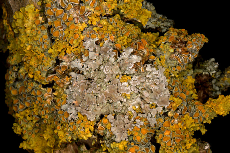 Coloured Lichens