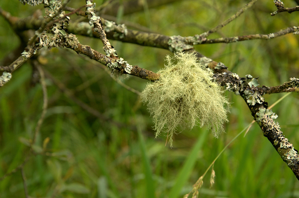 Coloured Lichens