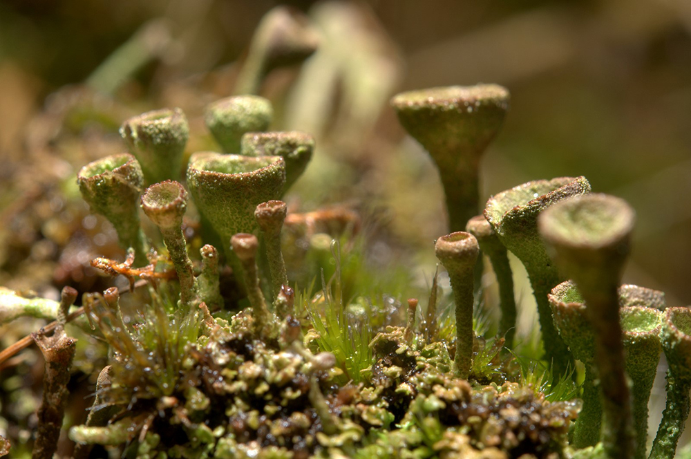 Coloured Lichens