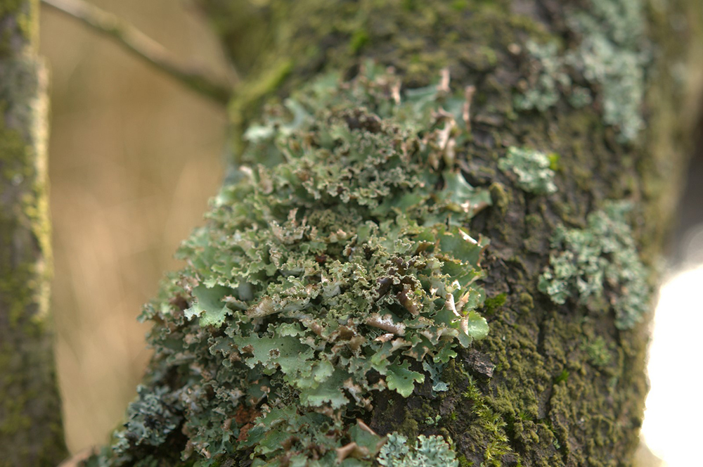 Coloured Lichens