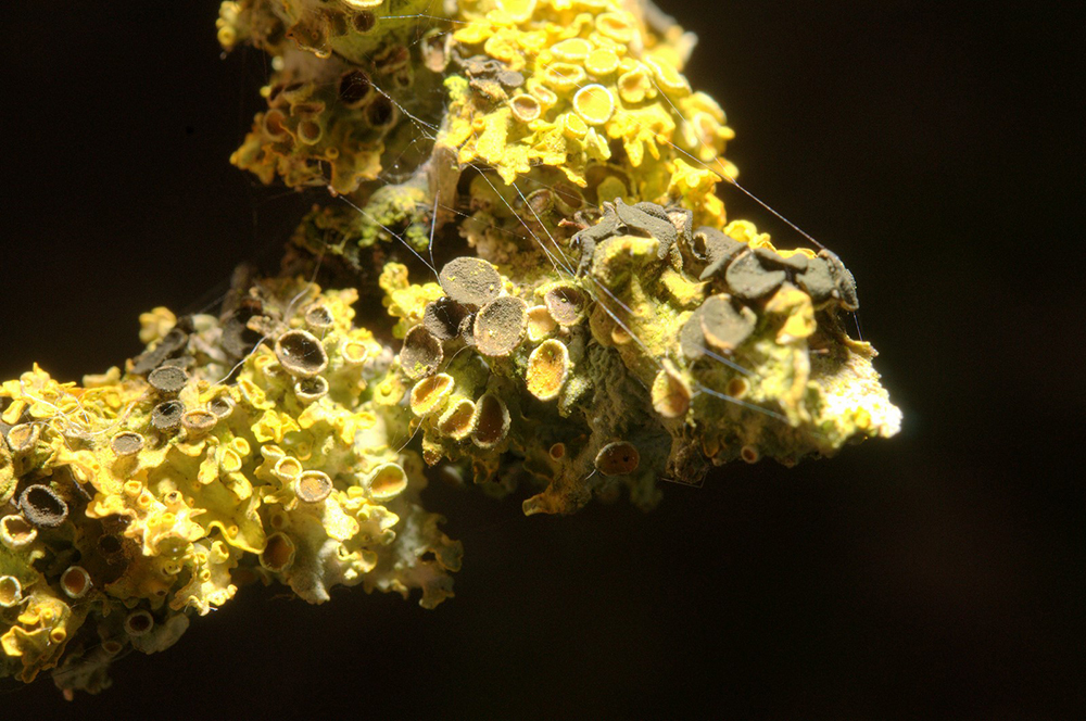 Coloured Lichens