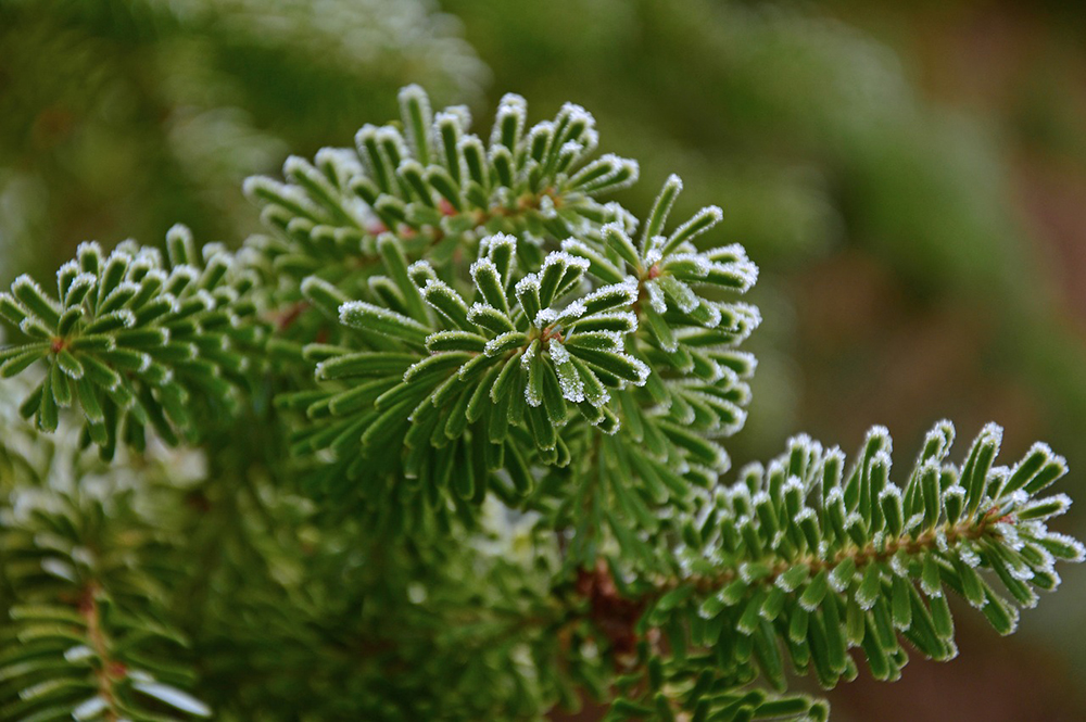 your garden in November