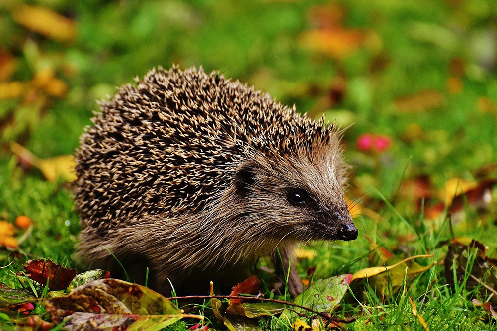 The British Hedgehog