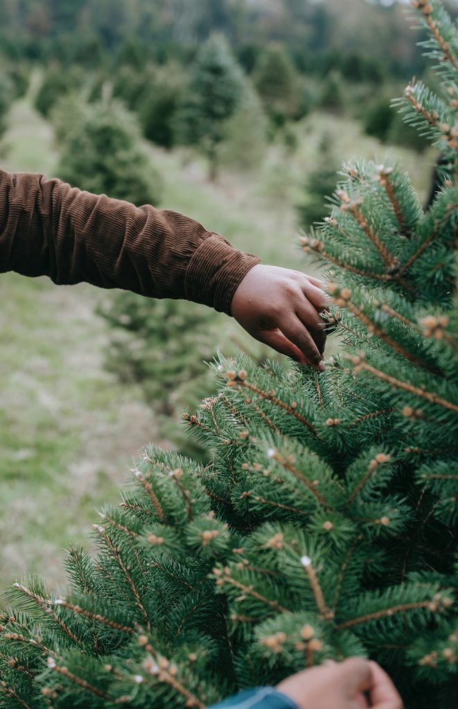 Choosing a Christmas Tree