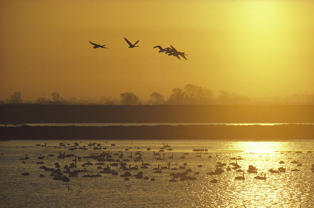 Visit an RSPB Reserve