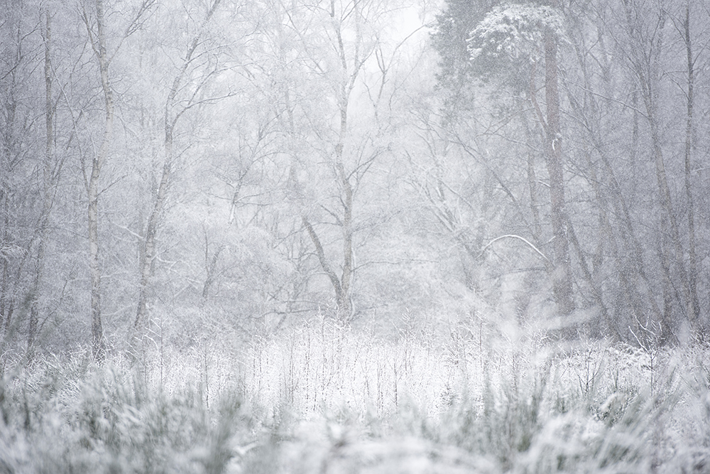 Visit an RSPB Reserve