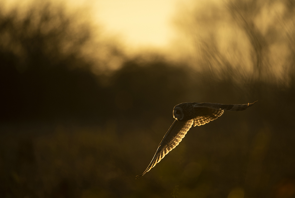 Visit an RSPB Reserve