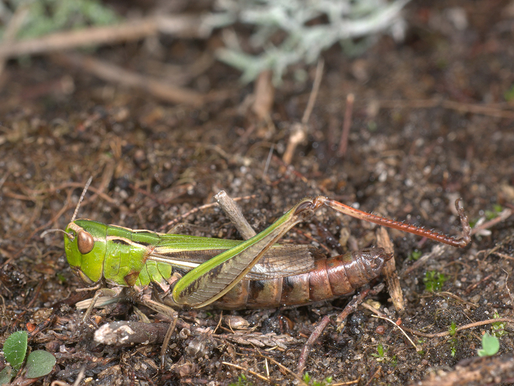 Grasshoppers, Insects, Birdsong, Wildflowers