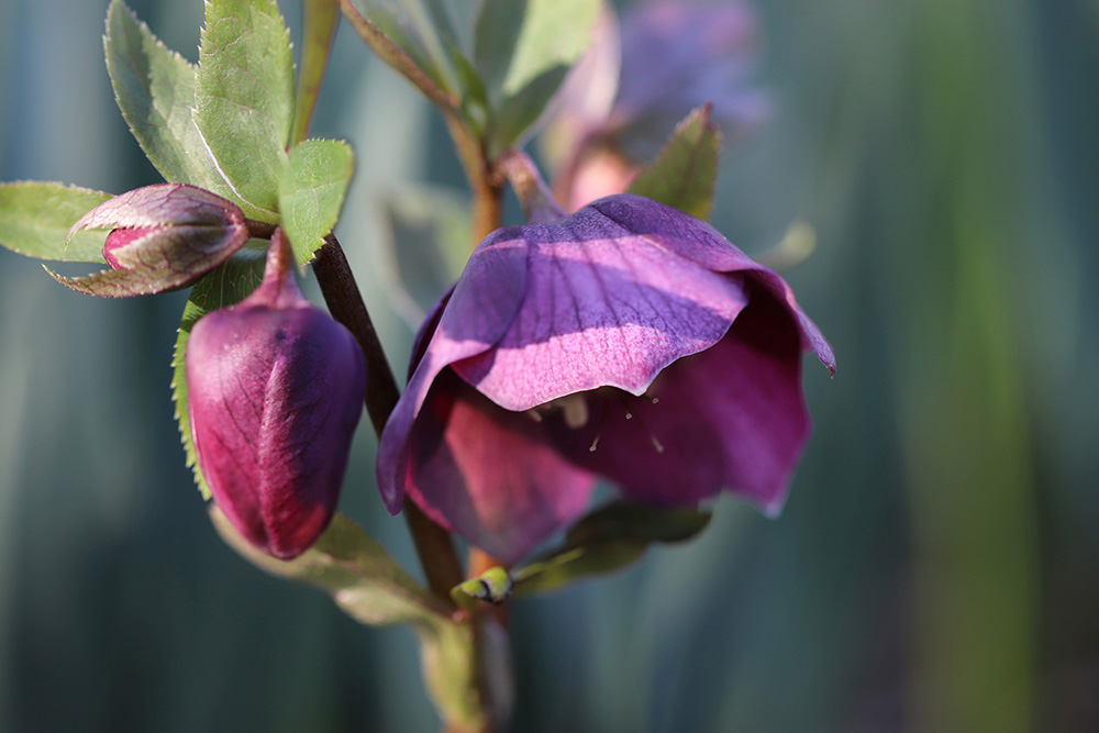 Your Garden In January