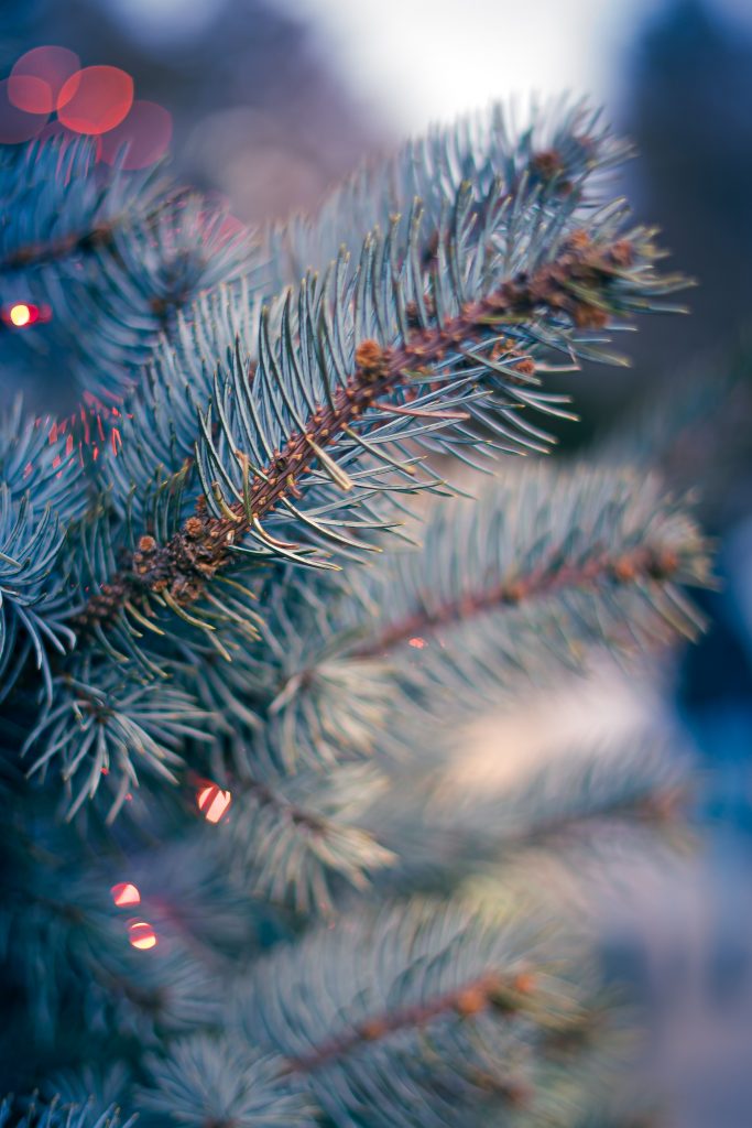 Disposing of Christmas Tree Cambridgeshire