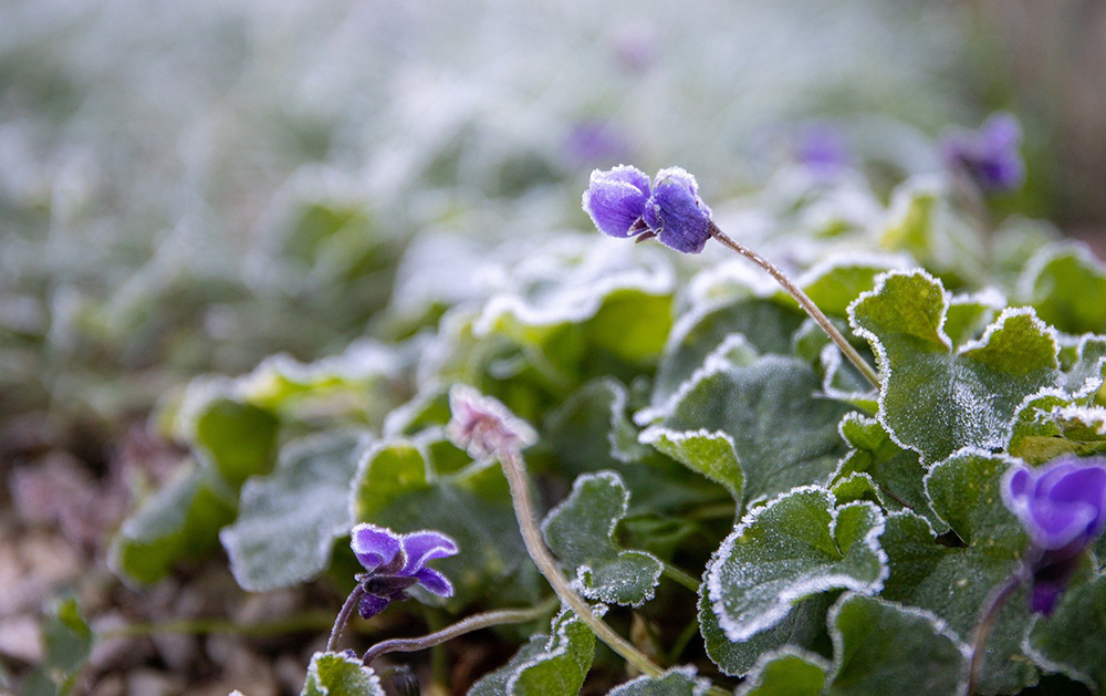 Your Garden In January