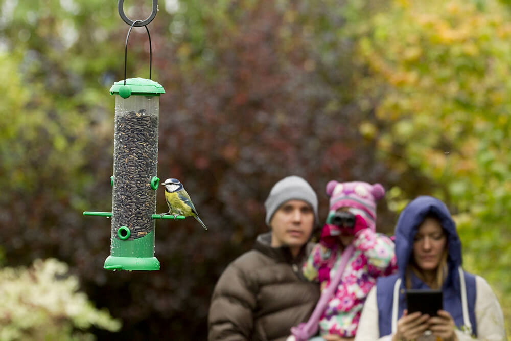 RSPB Big Garden Birdwatch