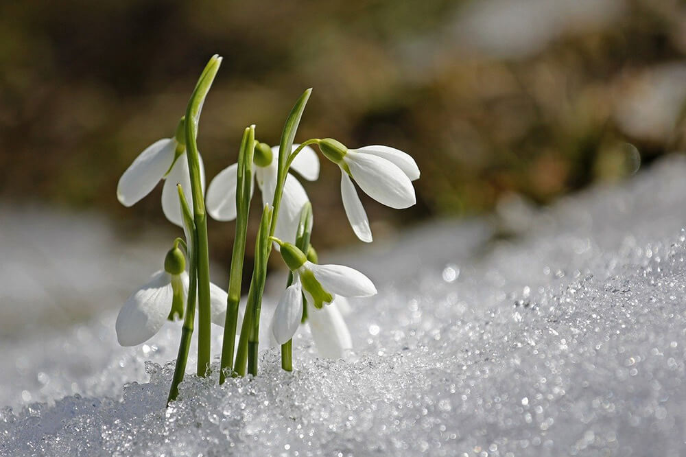 The Garden In February