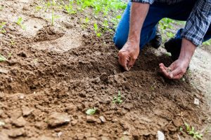 Your Garden in March