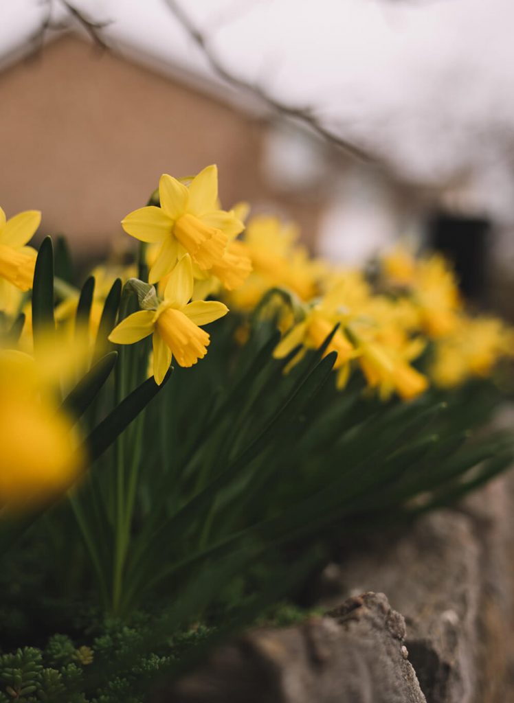 Your Garden in March