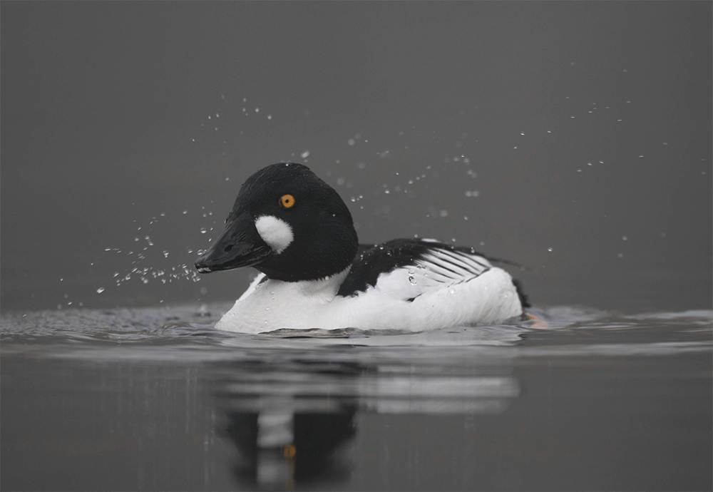 Diving Ducks