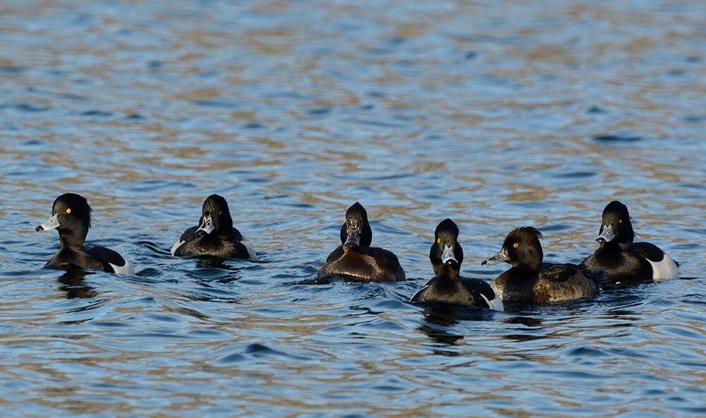 Diving Ducks