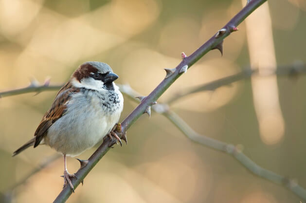 Big Garden Birdwatch Results