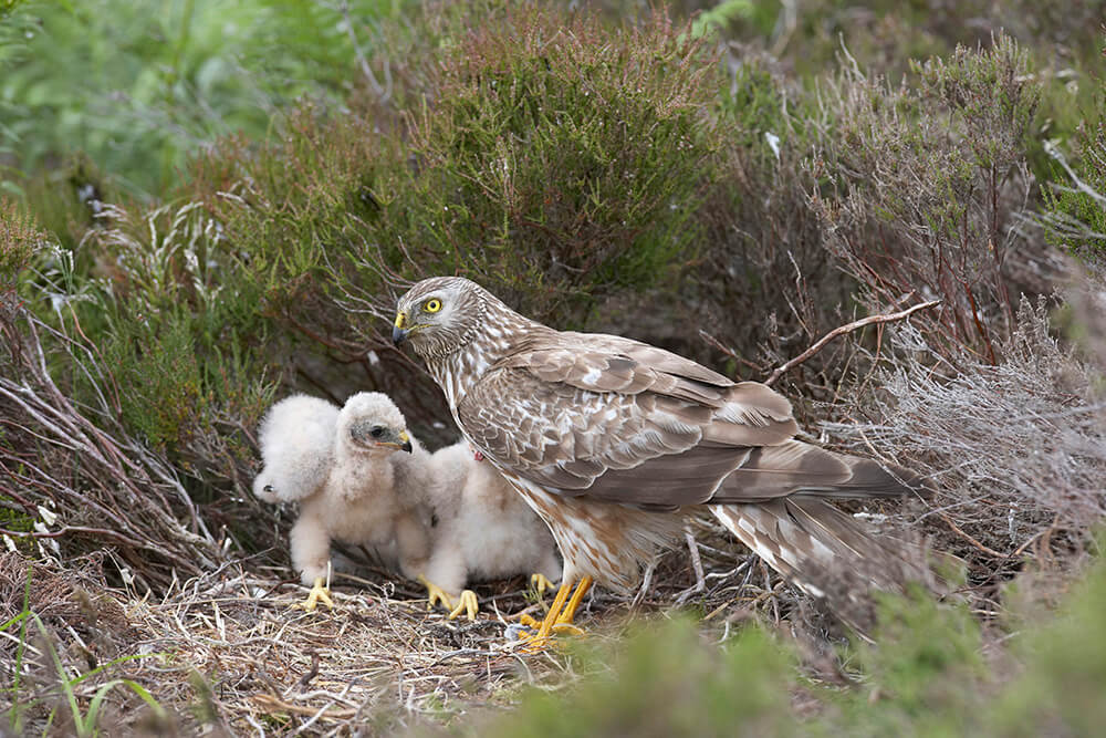 Birds Nest on Ground