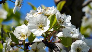 Your Garden in May