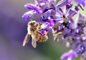 Your garden in july