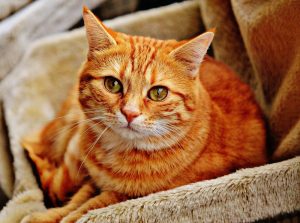 Grain Free Diets for Cats