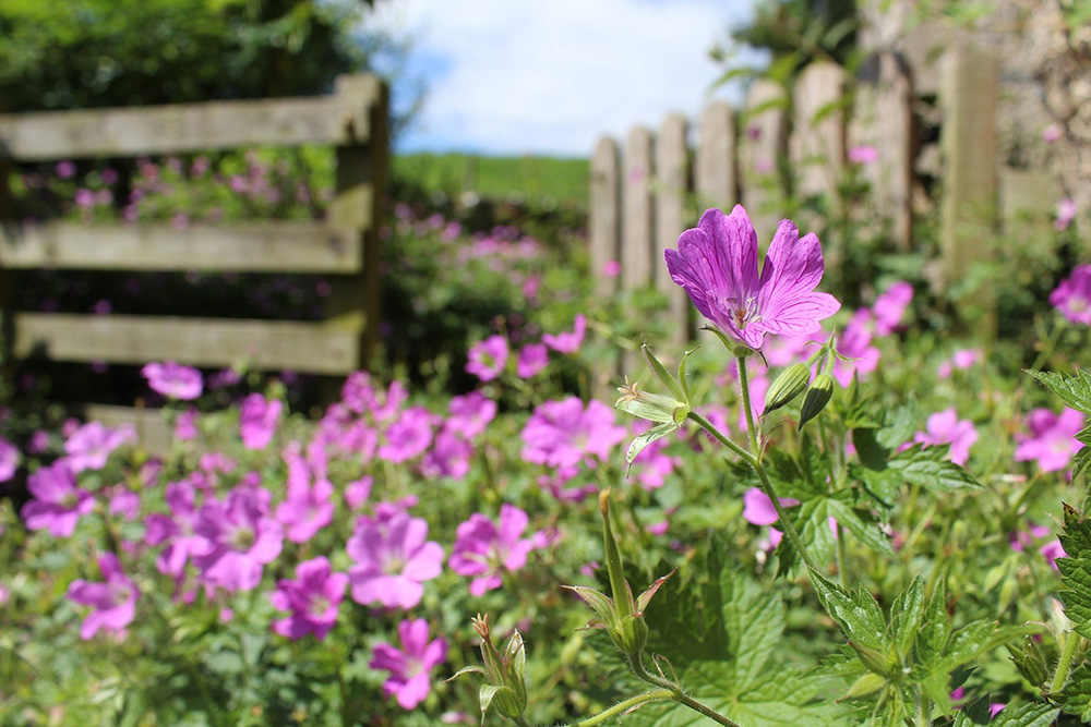 Your garden in july