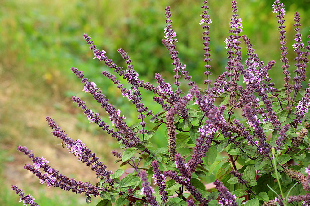 Your garden in july