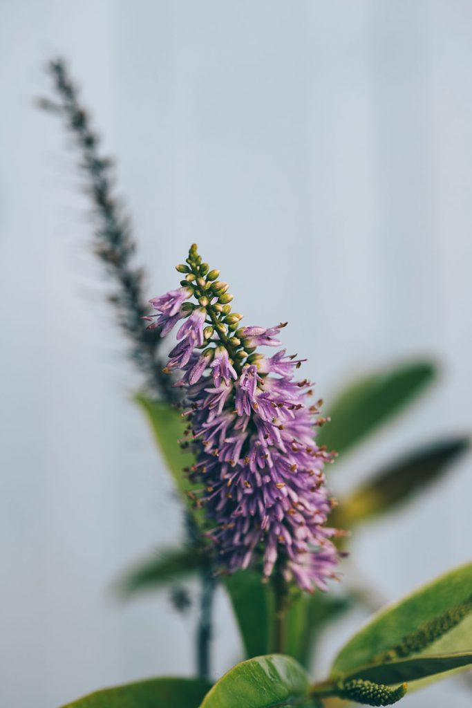 Your garden in september