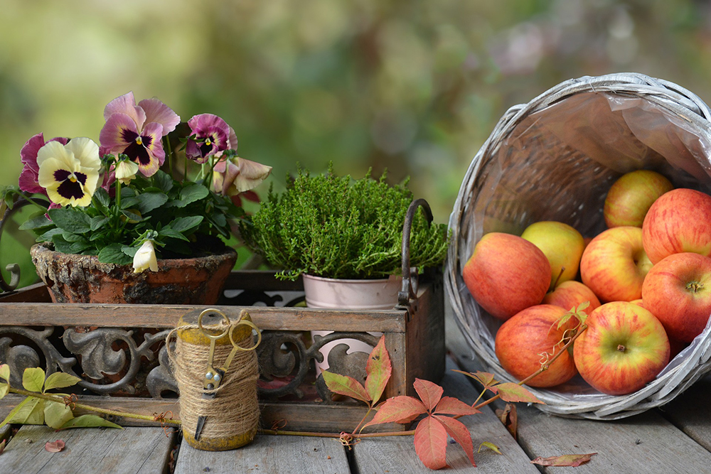 October gardening