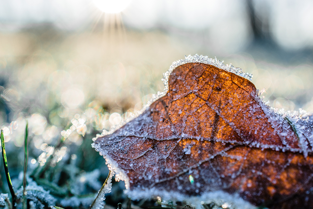 Your Garden in November