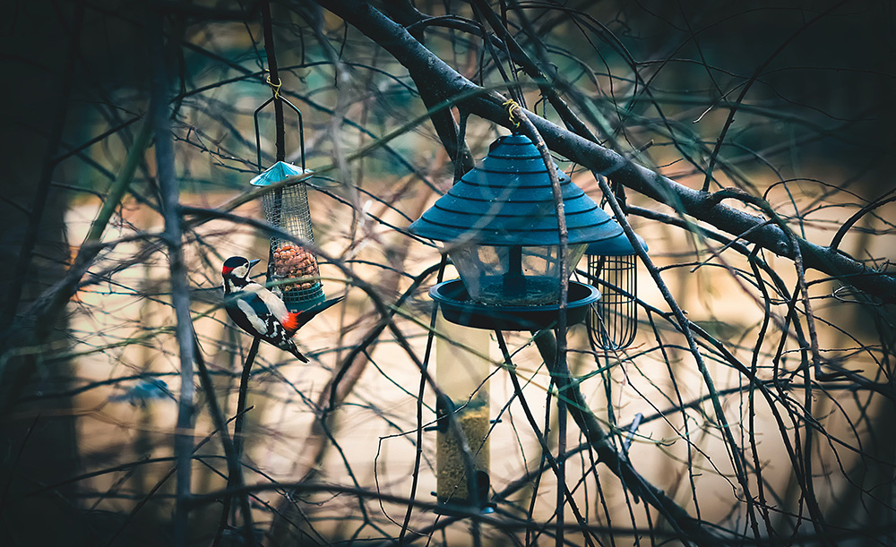 Your Garden In January