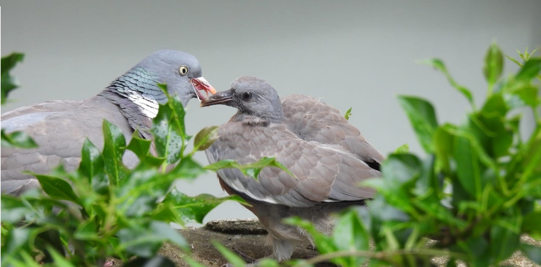 a pigeon squab or chick is being fed by a parent bird.